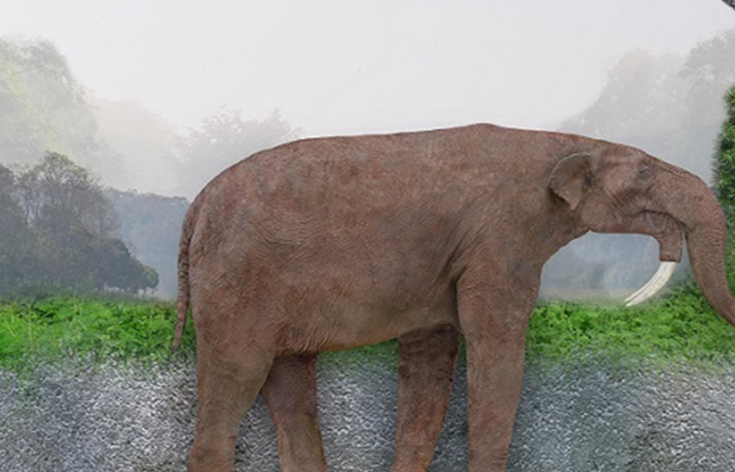 远古巨象,象牙具有唯一性,"神秘动物学之父"认为它依然存在_进化_体重