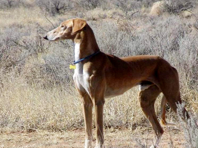 它是哮天犬的原型,实力不输洋犬,竟逐渐被人们遗忘