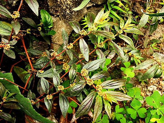 田里的这种野草用来煮水喝,有消暑解热,止咳化痰,利湿止痒作用_人们