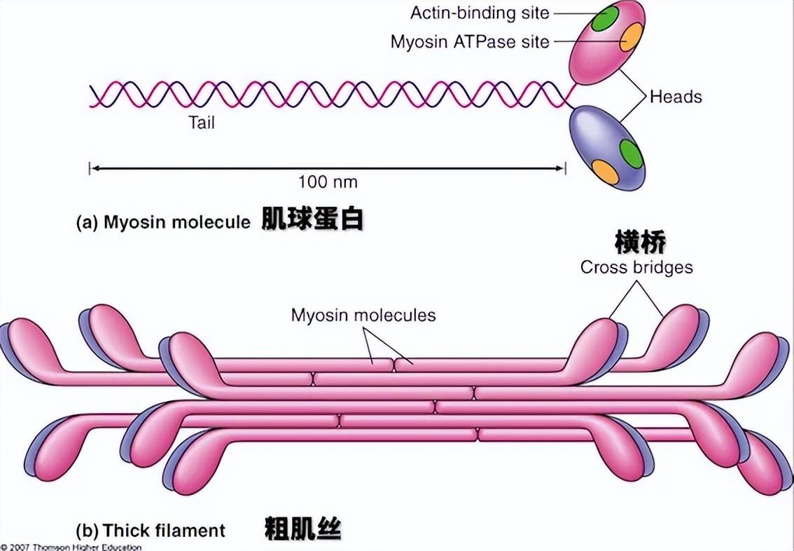 粗肌丝的主要结构为肌球蛋白(myosin)Ⅱ,肌球蛋白Ⅱ形似豆芽,由长长的