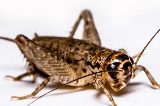 博得了人们的喜爱,在中华民族有着悠久的历史_活动_贾似道_有关