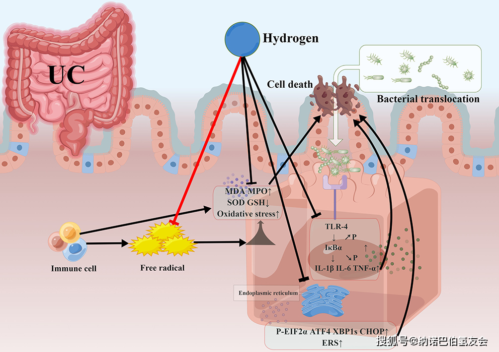 氢气的功能是通过减少免疫细胞产生的过量自由基,调节氧化应激的平衡.