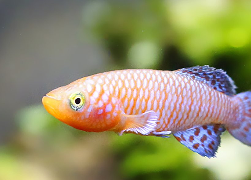 投喂热带鱼应注意这些事项,想让鱼儿体色鲜艳,我们该怎么做?_饵料_进