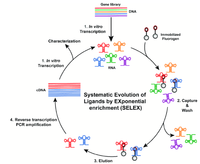 【卡梅德生物】适体(aptamer)筛选-selex技术的简介_蛋白质_核酸_靶标