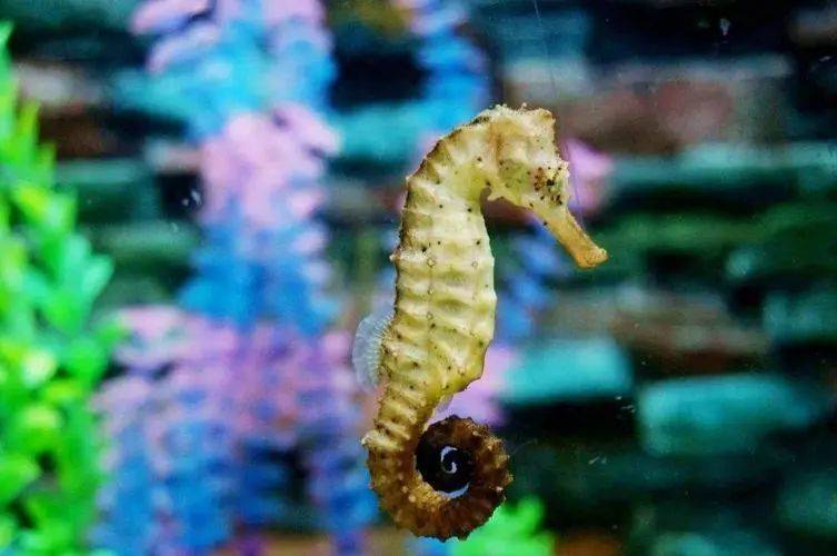 当孵化的时刻到来时,雄性海马会收缩育儿袋,将孵化的幼仔释放到水中.