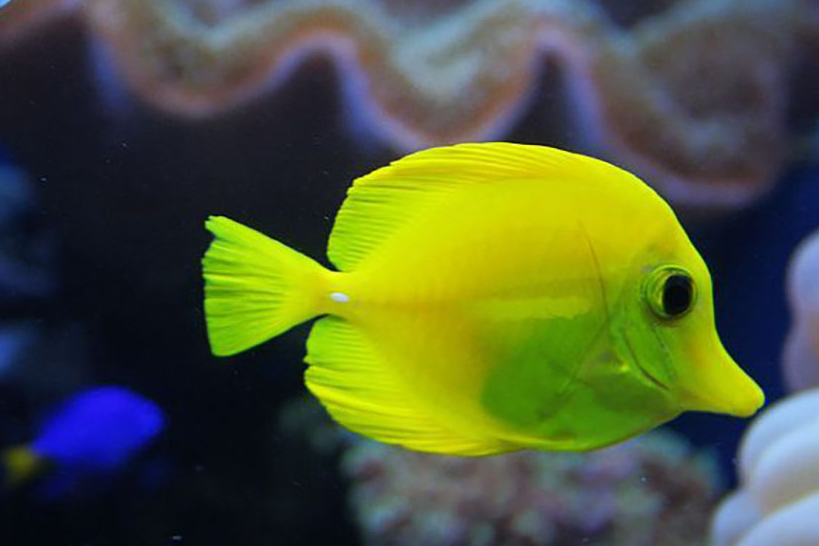 投喂热带鱼应注意这些事项,想让鱼儿体色鲜艳,我们该怎么做?_饵料_进