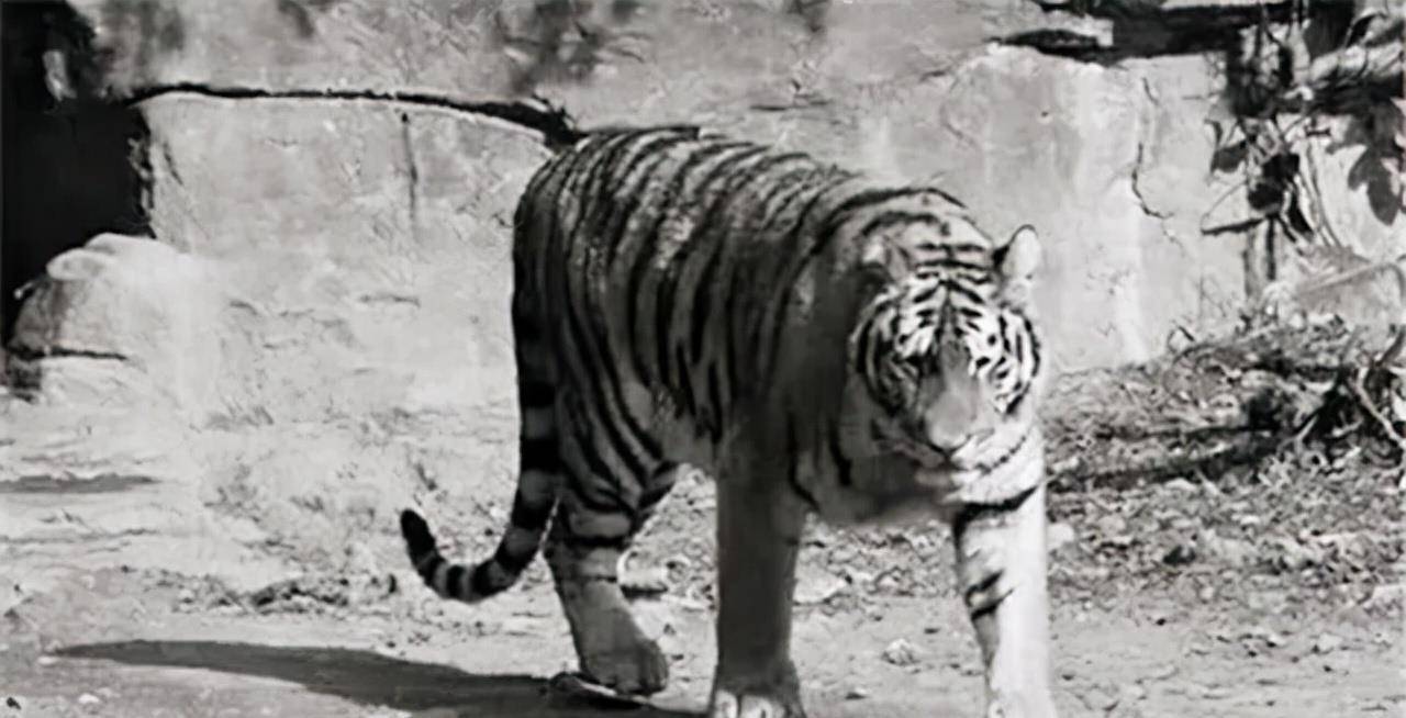 10年中近2000人惨落虎口,围村另有原因_老虎_华南虎_猎虎