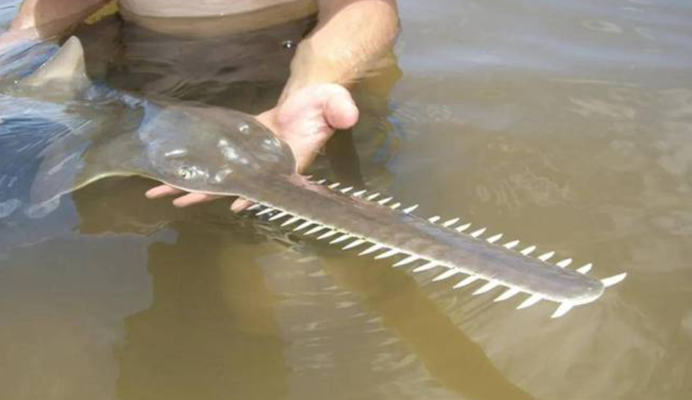 海洋中的"电锯狂魔",头顶2米长锯撕碎猎物,锯鳐它有天敌吗?