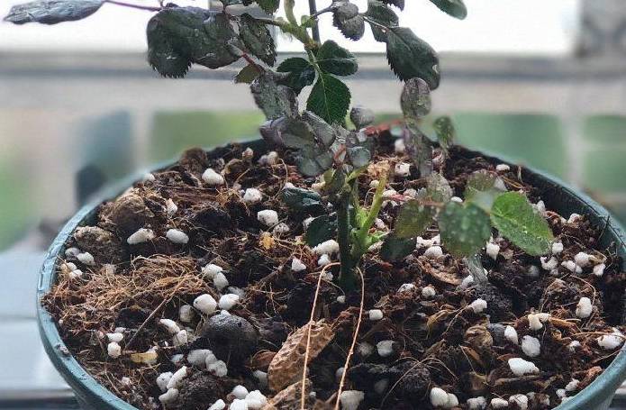 叶土_蚯蚓_沙子