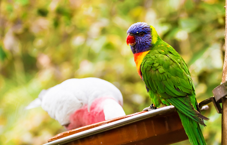 启程穷游:萌宠之鹦鹉家养喂什么,你了解么?_饲料_维生素_含量