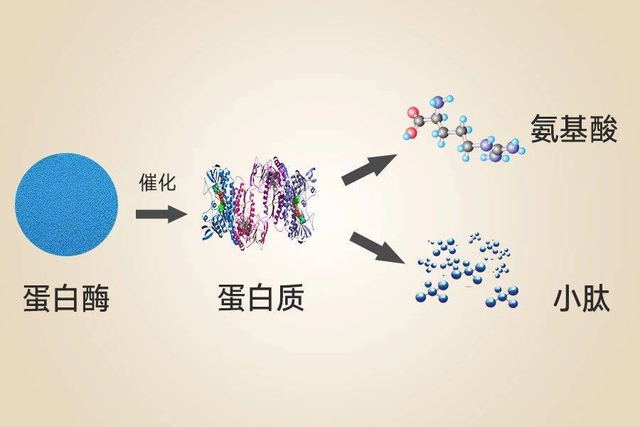 人体在吸收食物中蛋白质时