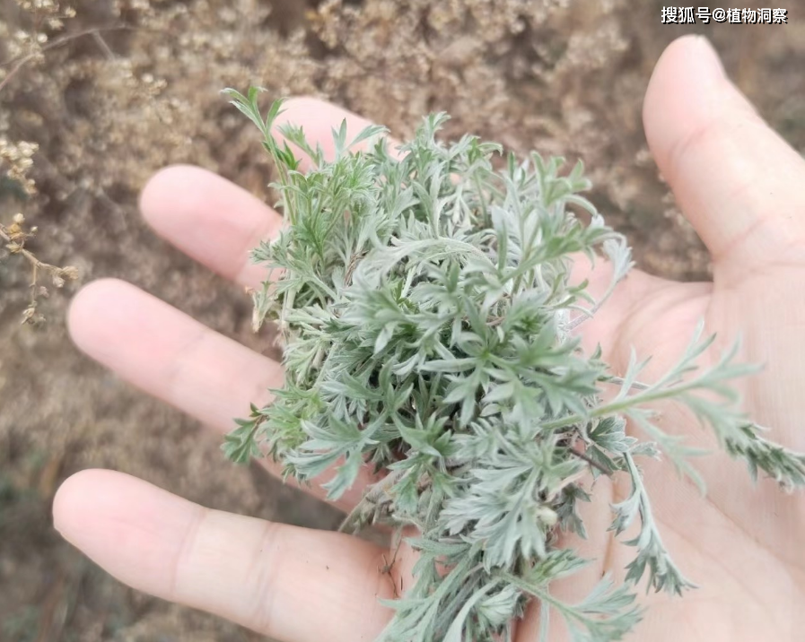 茵陈草药主治功能图片