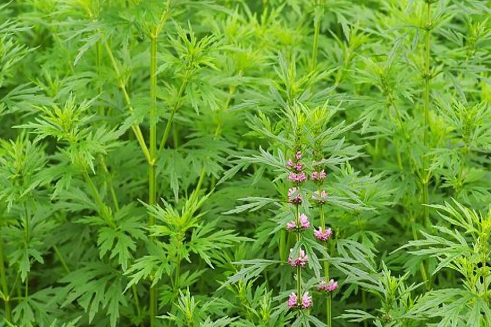 潮汕人的早晨,从一碗猪血汤开始,而它所用的配菜却是一味中药!_益母草