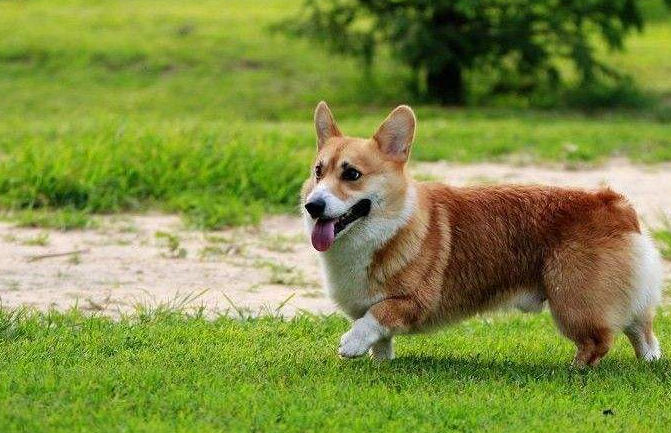 短腿柯基如何饲养?其实很简单,做到这些就好了_家长_骨头_大小
