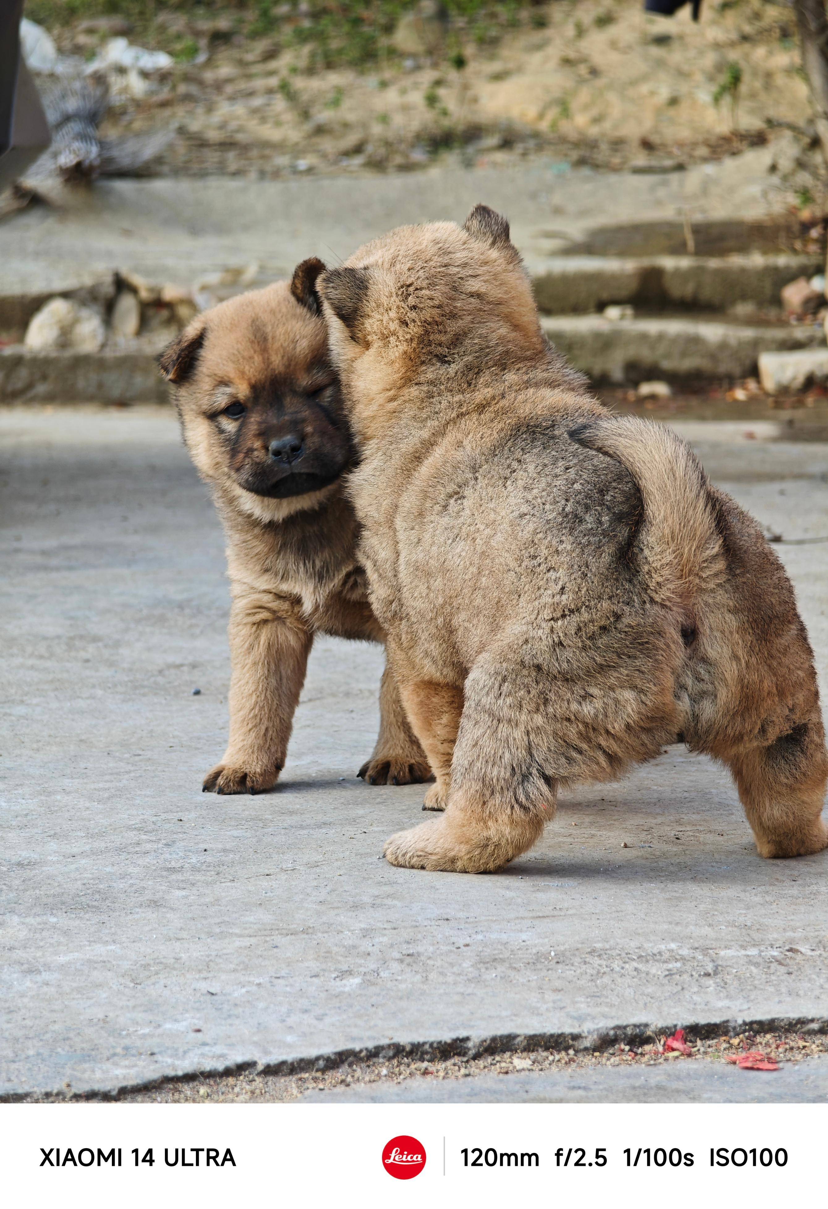 小米14 ultra体验:由内到外,创新设计与更强烈的专