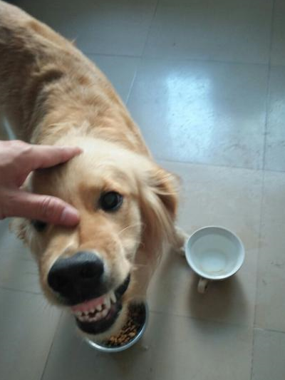 狗狗护食竟然还敢咬主人?