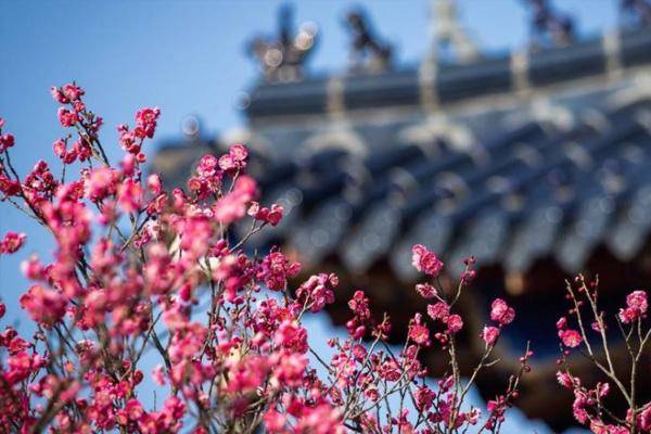 2024南京梅花山梅花什么时候开 附最佳观赏时间_景区_三个阶段_品种