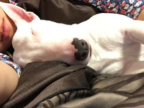 只要它要开门就要进来,只要把门锁了的话,它就在外面鬼哭狼嚎,邻居