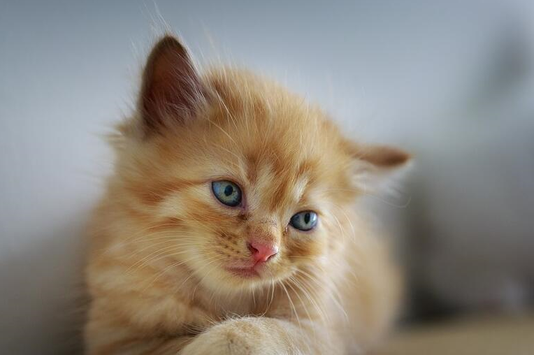 猫咪为什么不喜欢去宠物店呢?有阴影是其中一个原因_环境_主人_味道