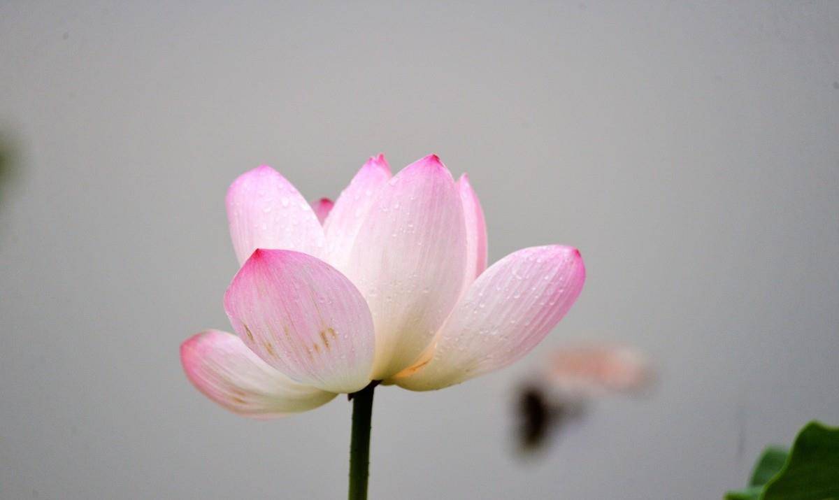 16岁的李商隐和女友赏花写下这首绝美之作,句句肉麻,情圣不简单_王氏