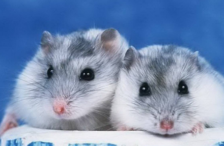 小小仓鼠的寿命到底有多长?如何饲养才能让它们伴人更久?