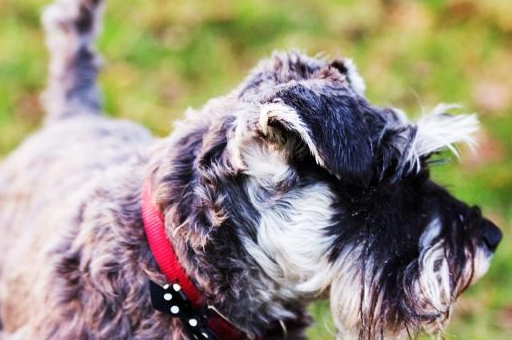 很多年来,大型雪纳瑞被叫做慕尼黑犬,作为牧羊犬它广为人知.