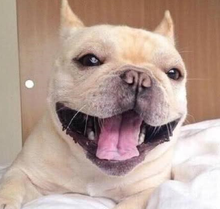 超爱笑的小法斗,看到它心情也会变好_情况_狗狗_肠道