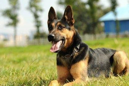 盘点10种常见的中华田园犬,认识6种算你厉害!_宠物_猎犬_巴哥