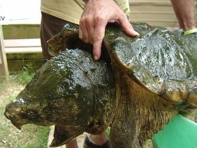 大鳄龟让你知道乌龟也可以和鳄鱼一样强大,厉害了_宠物_因为_猫咪