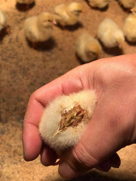 小鸡仔拉肚子怎么办?鸡仔拉稀用什么药?就这样治!