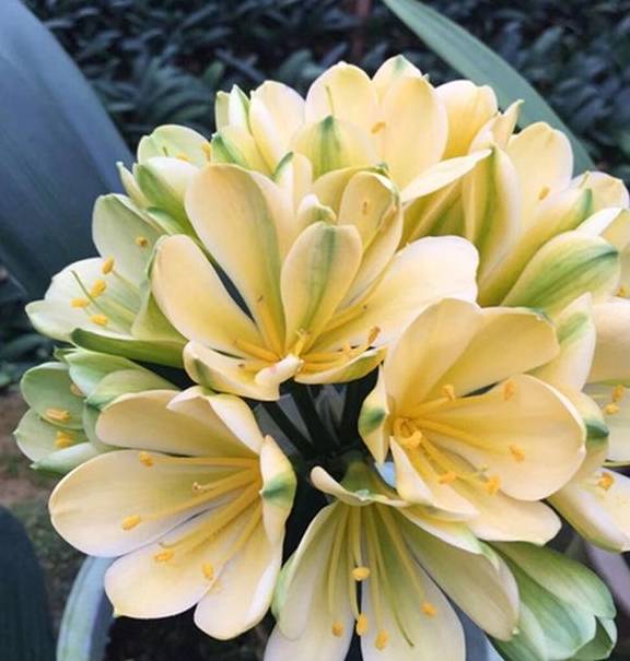 3月,君子兰要"锻炼",炼一炼,苗壮花多,一年开3次_开花_气温_阳台
