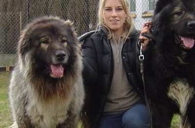 世界上饭量最大狗狗排行榜!哈士奇竟然只能垫底?