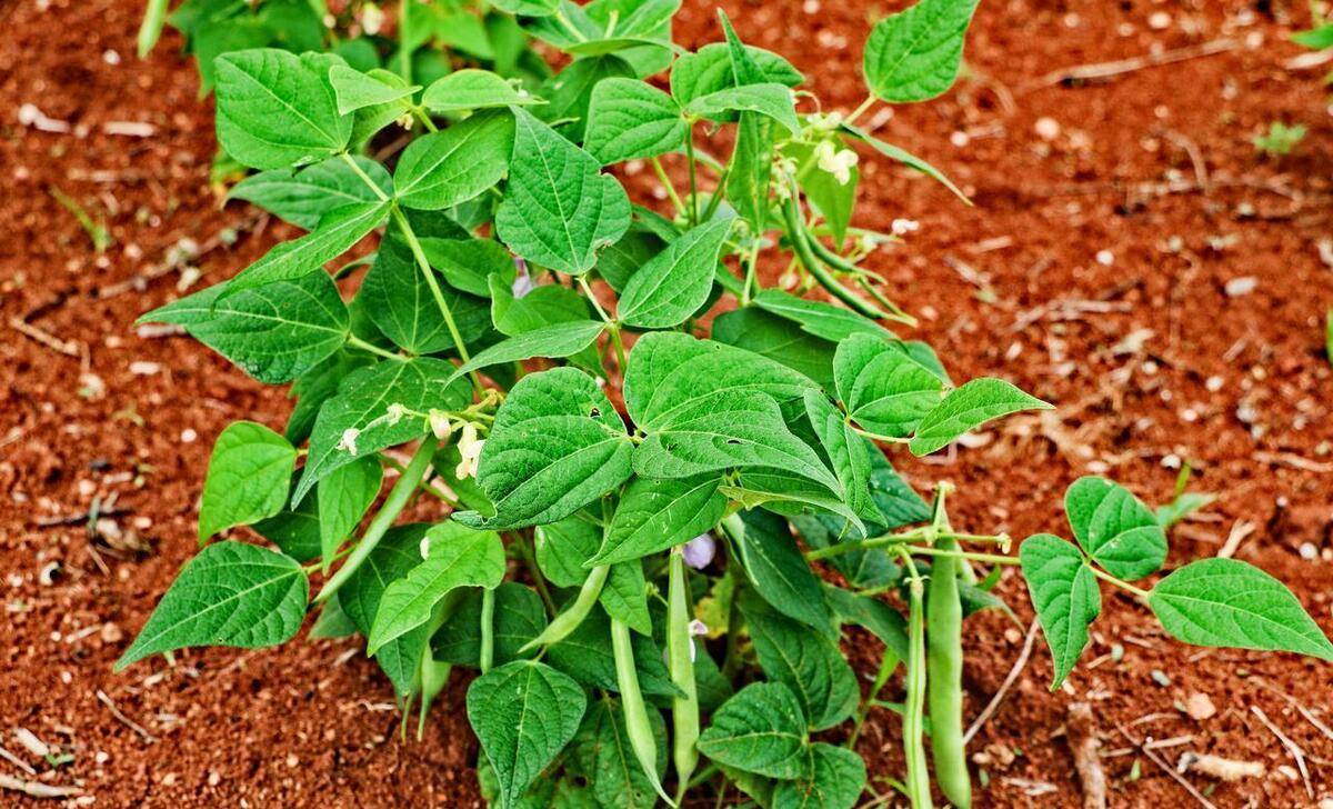 芸豆的种植与管理