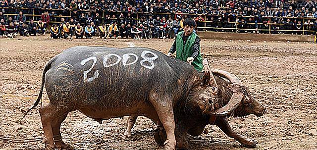 1998年贵州小伙买下一头牛,15年后病逝500人送葬,用茅台酒祭奠_正书