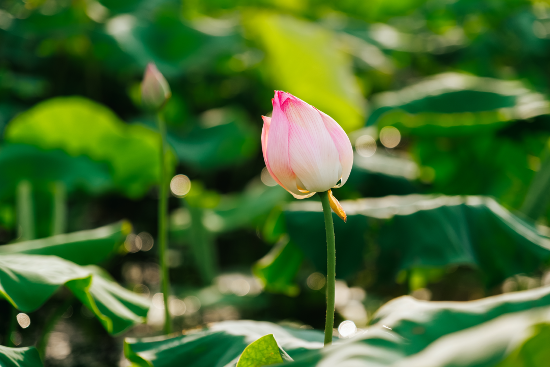 构一幅夏日悠悠图与碧天白云相接清脆的荷花绿叶清凉的泉水卷舒开合任