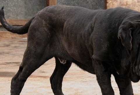 世界上众多国家列入禁止饲养的犬种,这些烈性猛犬你都知道多少!