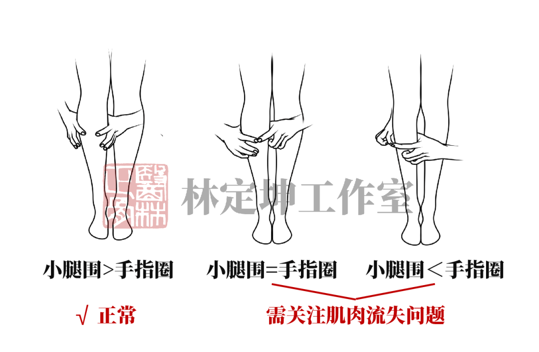 下肢肌肉占比图片