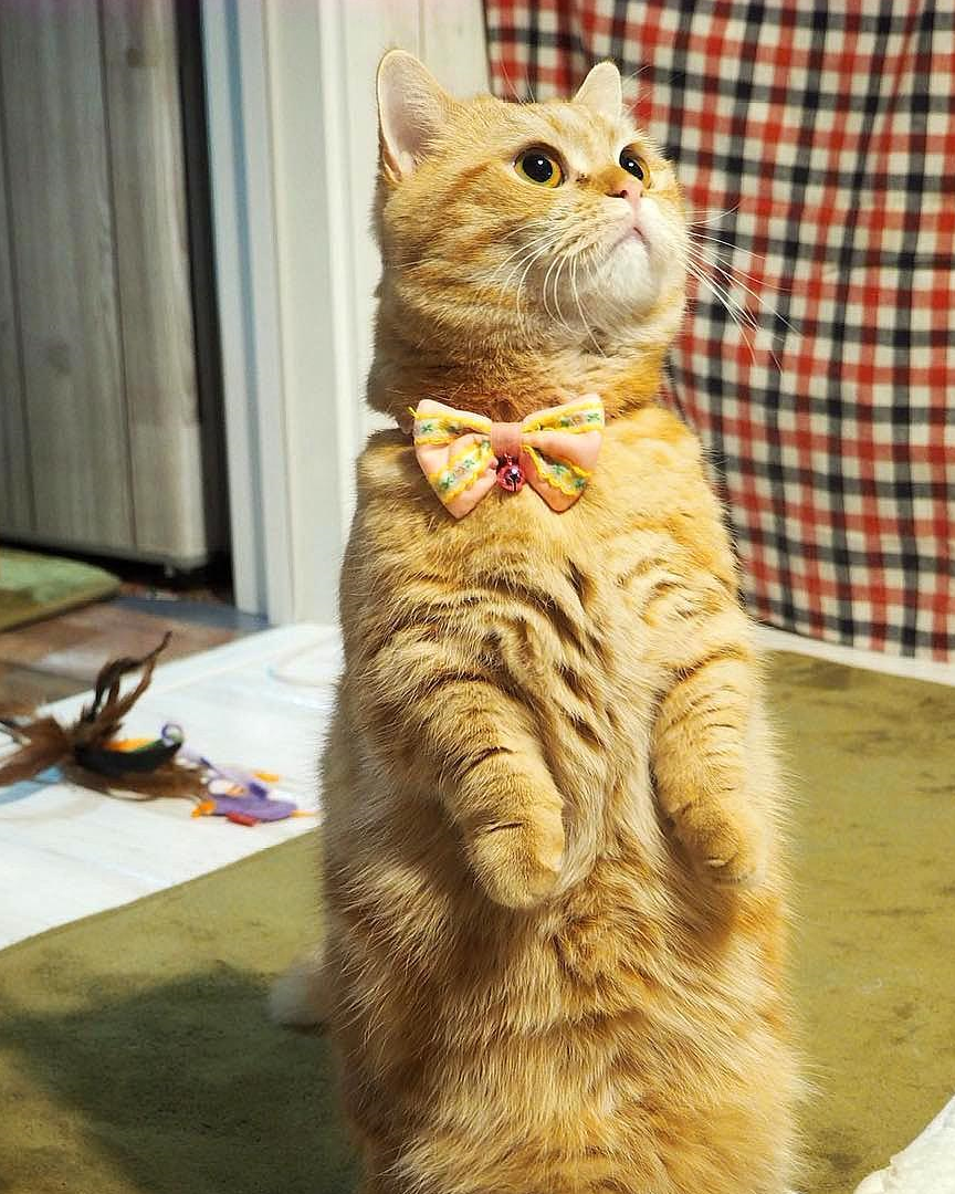 呆萌猫咪用双脚垂直跳上楼梯,网友笑了:是因为腿太短吧!