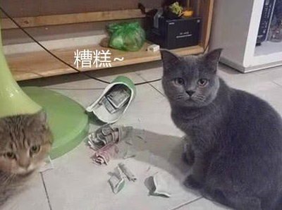 猫咪身怀巨款上街,表情却满怀绝望_女子_花瓶_宠物