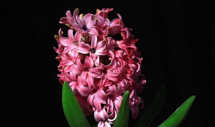 "风信子"花谢后,如何处理?
