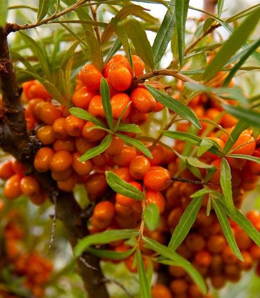 它既是藏药也是中药,健脾祛痰活血,保肝降脂抗血栓,降血液黏度_沙棘