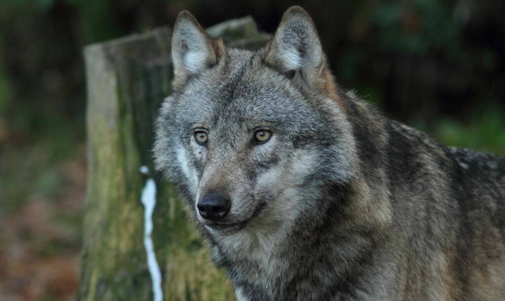 长白山惊世传奇:猎人靠驯养的一头狼,完成了抗联的情