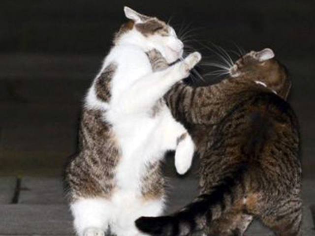 并非吃醋争宠!只要用对方法和谐相处很简单_猫咪_资源_空间
