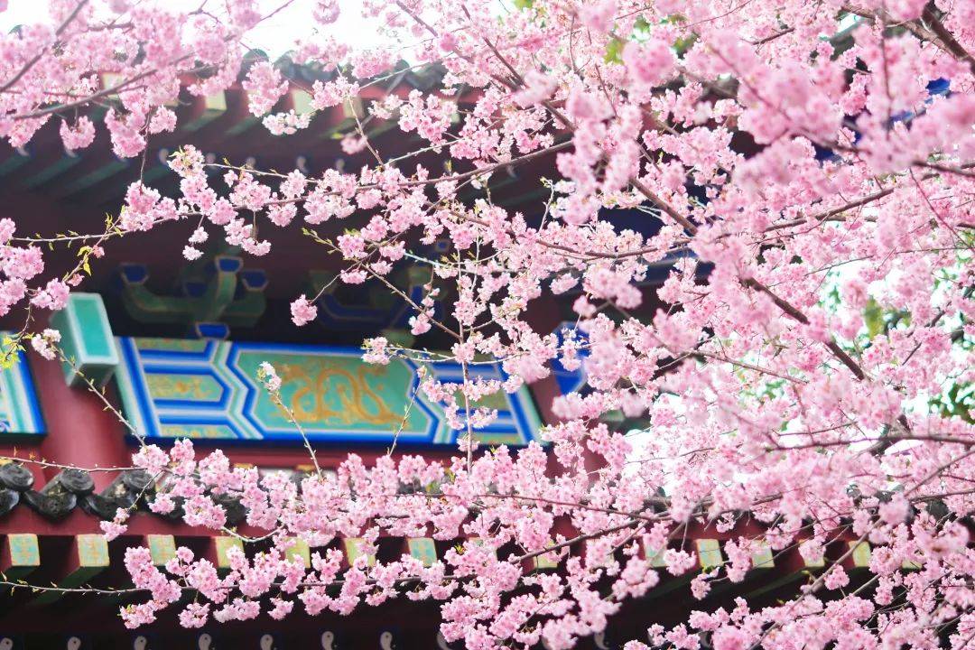 张琦_摄影_lolita