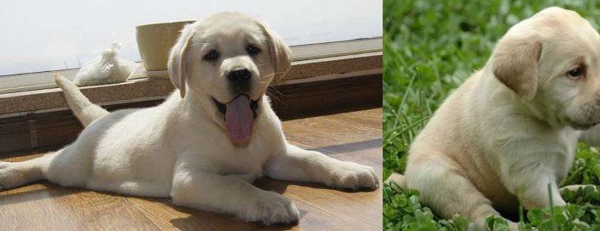 性格最"虎"的5种狗,图3懒且丑还傻,喜欢养的人却不少_丑萌_智商_不