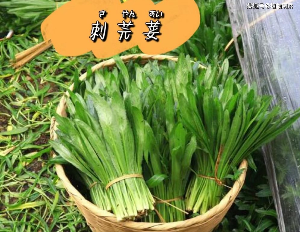 刺芹,又称假芫荽,刺芫荽,有3大作用,价值极高,农民朋友要了解!