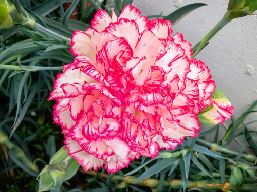 春日绽放的康乃馨:撒种,萌芽,花开的故事——花园传说_园艺_花苞_过程