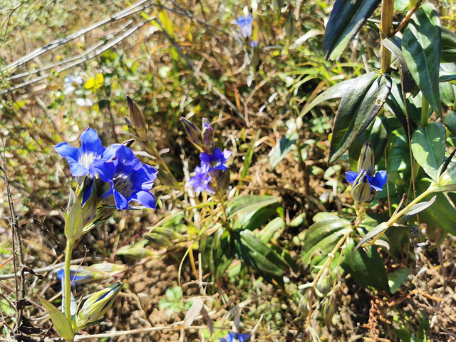 龙年洛宁觅龙胆_蓝色_我国_晴天