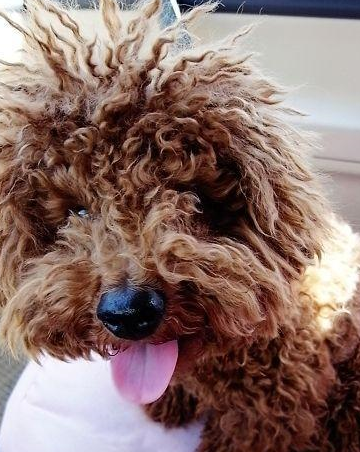 泰迪:我很可爱,但我有缺点,你能包容我吗_狗狗_因为_毛就会