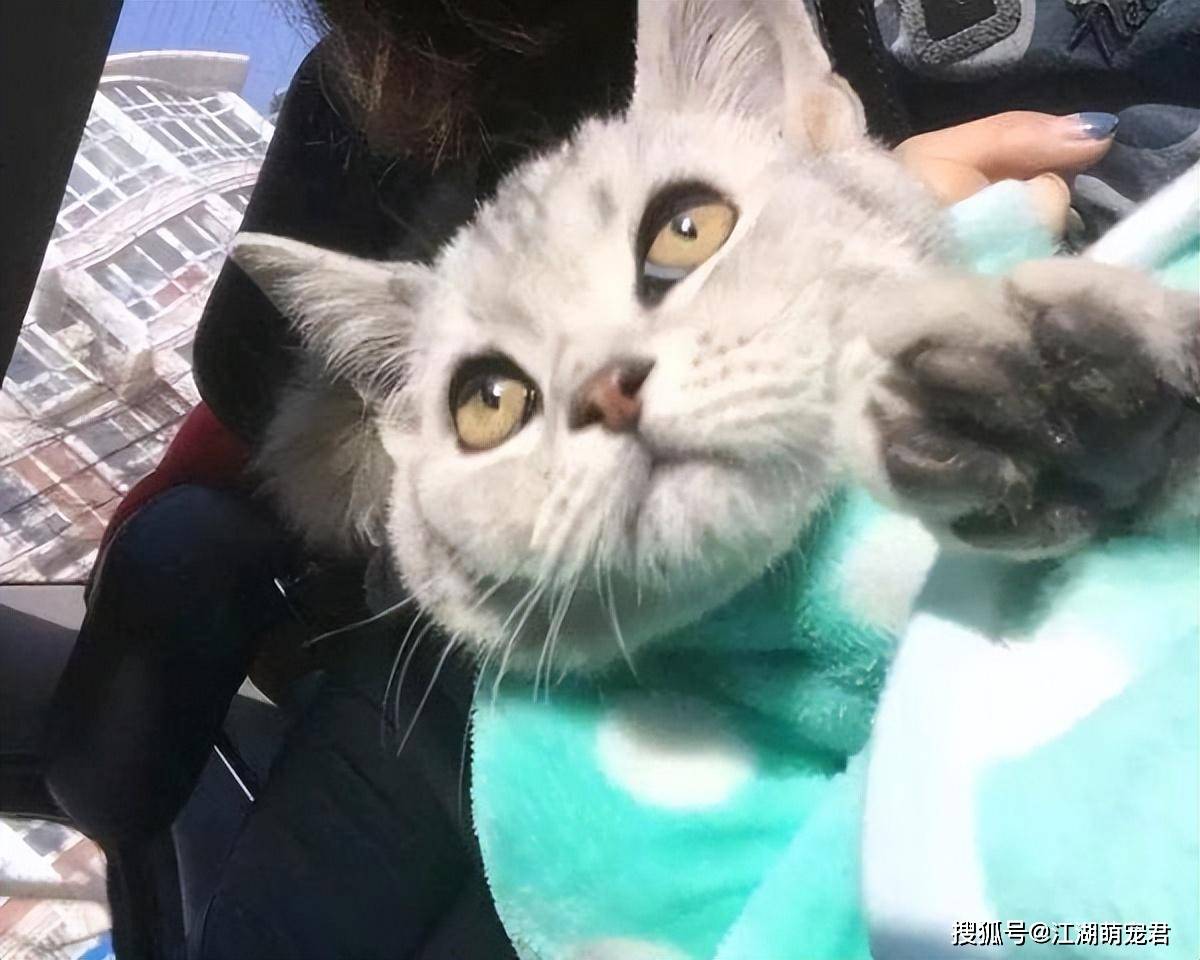 猫咪_主人_环境